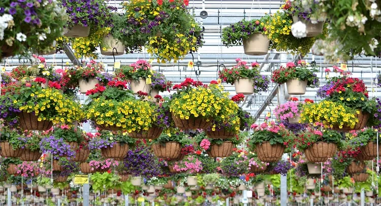 best hanging basket flowers create a mini vertical garden