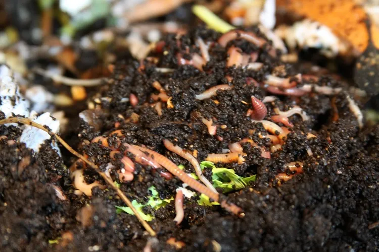 best homemade fertilizer for indoor plants with the help of worms