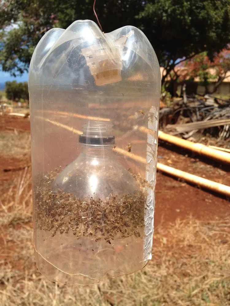 best homemade fly traps for outside a bottle trap hanging near the door