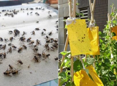 best homemade fly traps for outside thick paper with glue on it