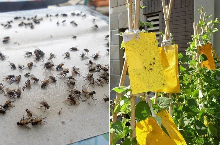 best homemade fly traps for outside thick paper with glue on it