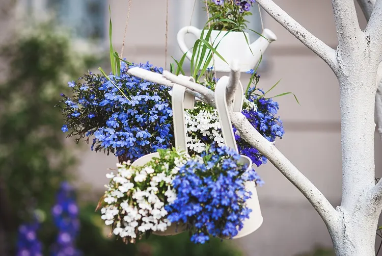 blue white lobelia flowers in plant hangers ДА 3