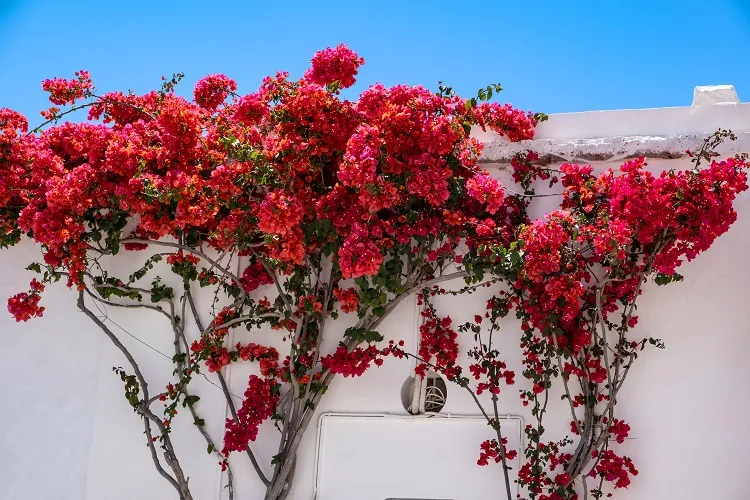 bougainvillea red flowers plant what are the pros and cons of bougainvillea