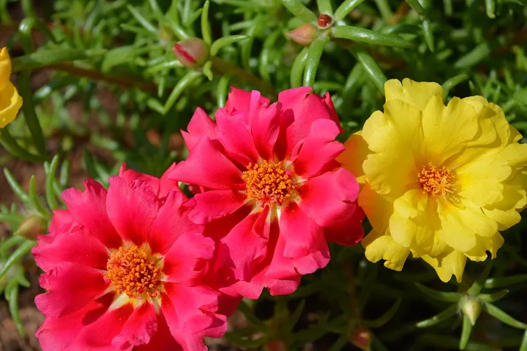 bright and colourful flowers portulaca summer hanging basket flowers