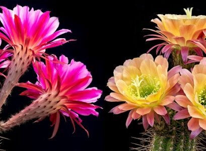 cacti featured flower what flower requires the least amount of water