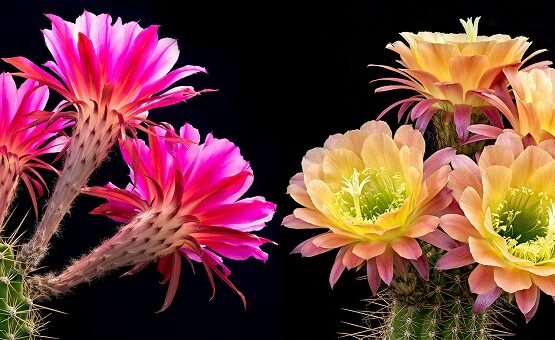 cacti featured flower what flower requires the least amount of water