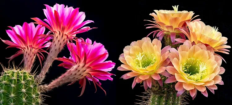 cacti featured flower what flower requires the least amount of water