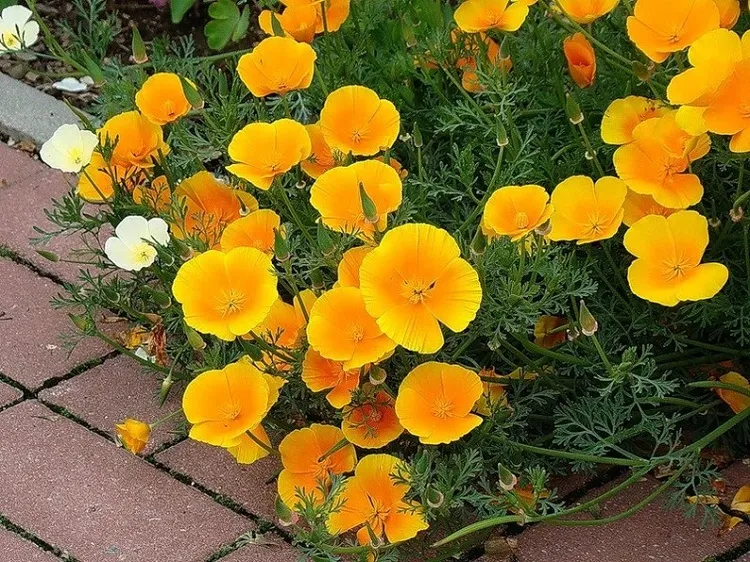 california poppy which flowers need the least water
