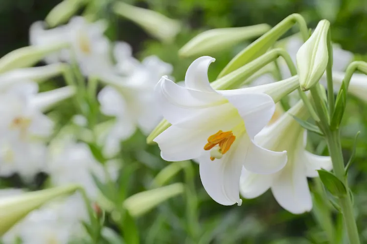care for easter lilies the flowers should be planted in the fall and it is wise to know some things about growing and taking care of these plants wonderful