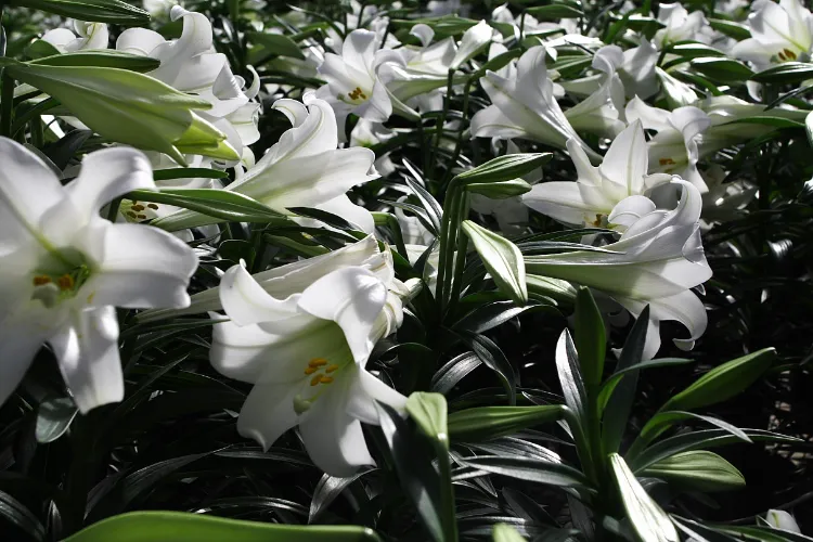 care for easter lily symbolize hope and new beginnings including spring since the plants blossom from april to june they are great for easter