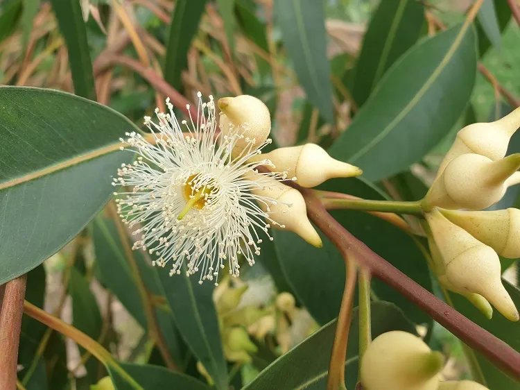 close up of eucalyptus flower plants that keep flies away