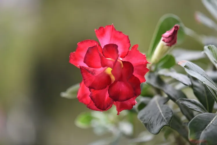 close up view of red desert rose flower what flower does not need a lot of water (1)