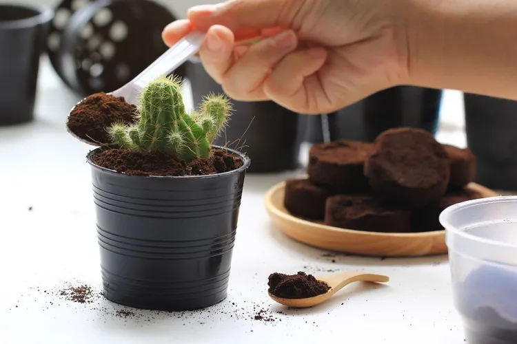 coffee grounds as fertilizer for cactus