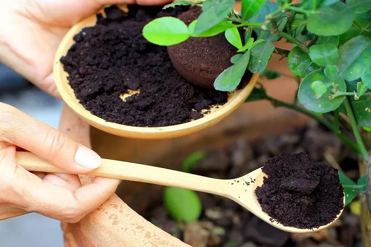 coffee grounds as fertilizer for houseplants mix them with compost or with water