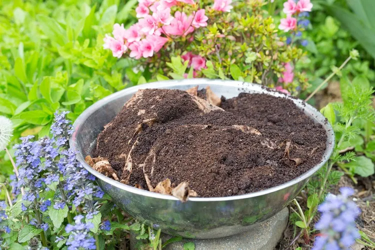 coffee grounds fertilizer it's good to mix it in the soil of rhododendrons
