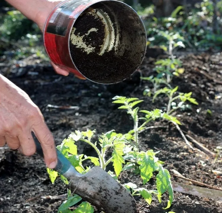 coffee grounds fertilizer useful for tomatoes and peppers
