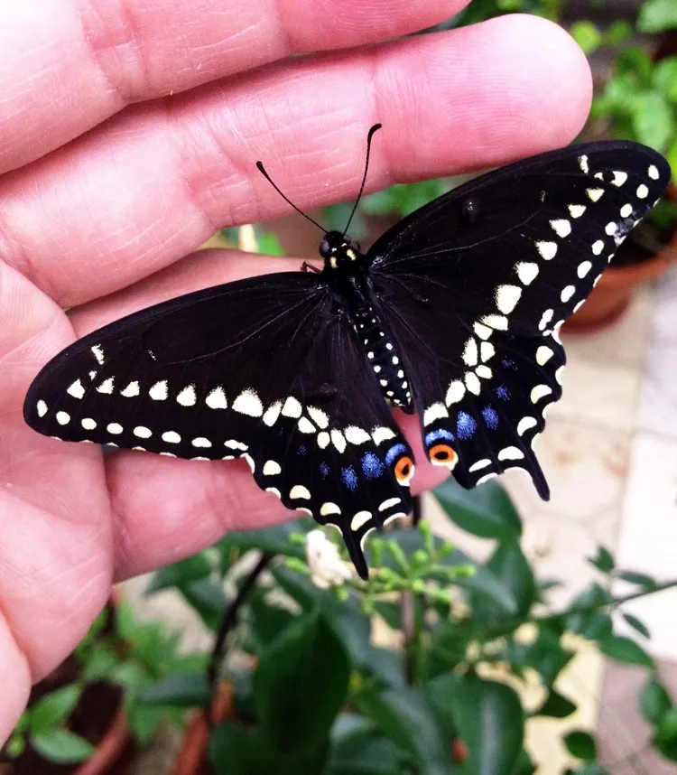 difference between male and female black swallowtail butterfly in the yellow stripe