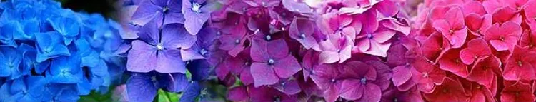 do coffee grounds change the color of hydrangeas