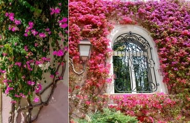 does bougainvillea damage walls and make cracks on them