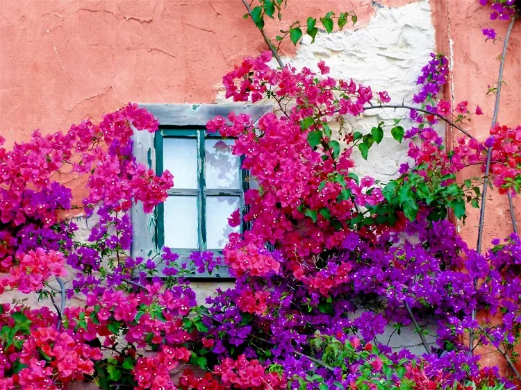 does bougainvillea damage walls when climbing there