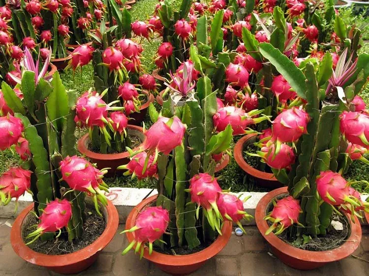 dragon fruit tree care growing in pots it takes 2 3 years for riping