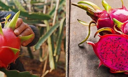 dragon fruit tree care growing the varieties