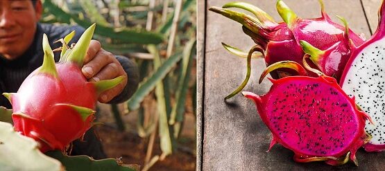 dragon fruit tree care growing the varieties