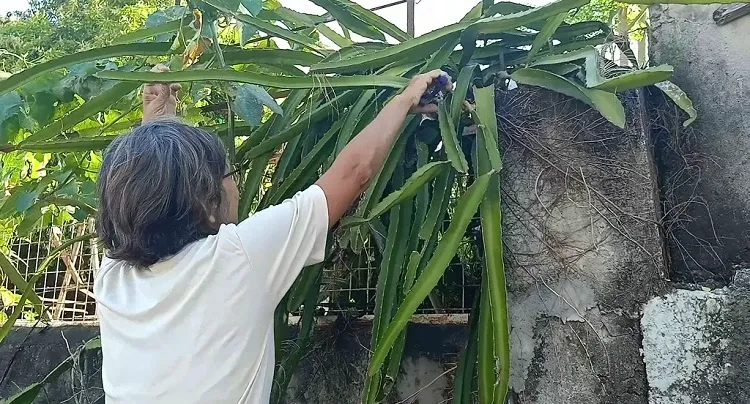 dragon fruit tree care pruning the damaged and dry parts