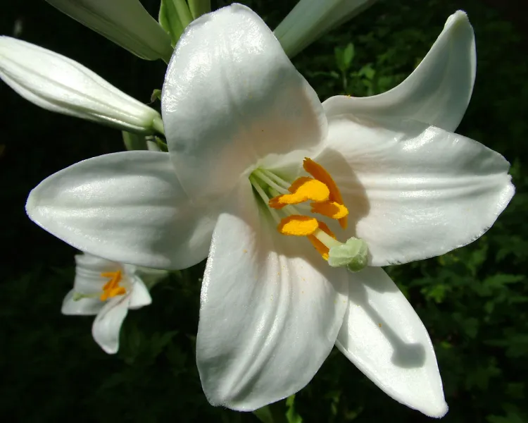 easter lily care lilium longiflorum are white flowers with an amazing scent originating from japan you can also find them growing in places like oregon and california