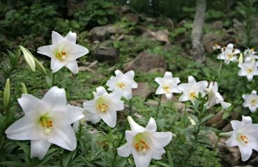 easter lily care symbolize hope and new beginnings including spring since the plants blossom from april to june they are great for easter
