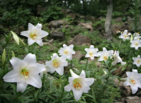 easter lily care symbolize hope and new beginnings including spring since the plants blossom from april to june they are great for easter
