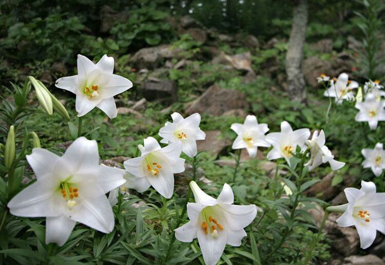 easter lily care symbolize hope and new beginnings including spring since the plants blossom from april to june they are great for easter