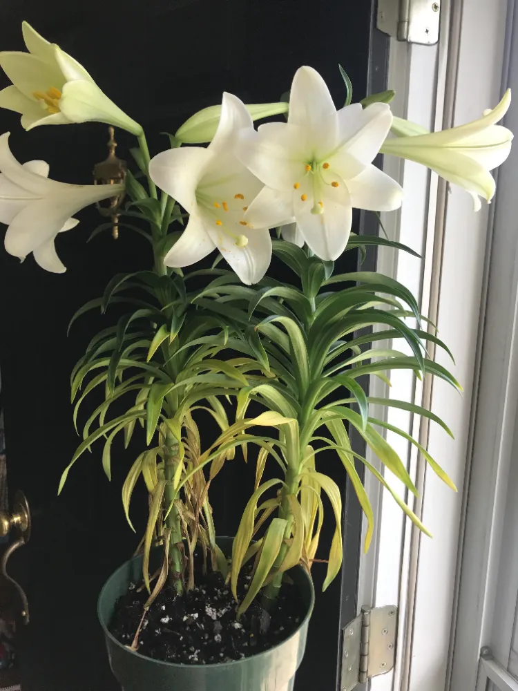 easter lily with yellow leaves problems reason