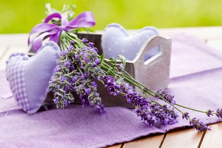 essential oils to get rid of pantry moths lavender oil