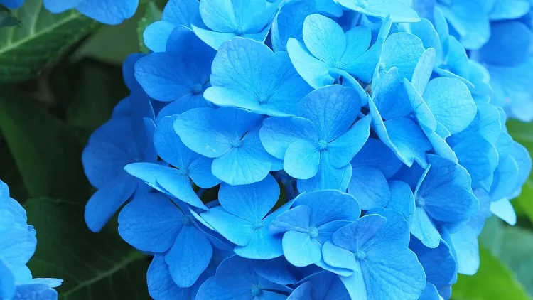 french hydrangea and dark background how to change hydrangea color to blue