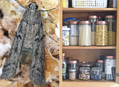 get rid of pantry moths spray with essential oils