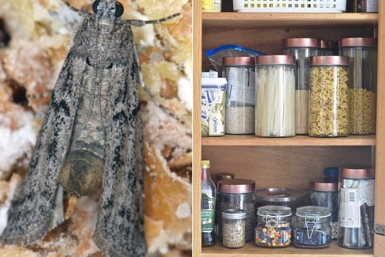 get rid of pantry moths spray with essential oils