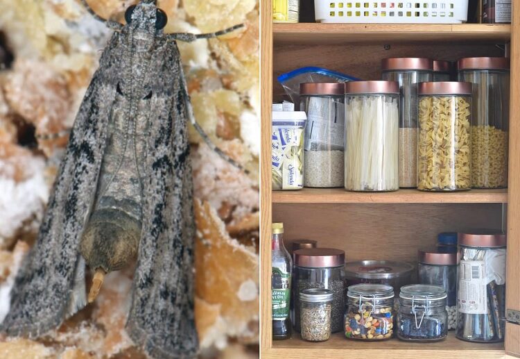 get rid of pantry moths spray with essential oils