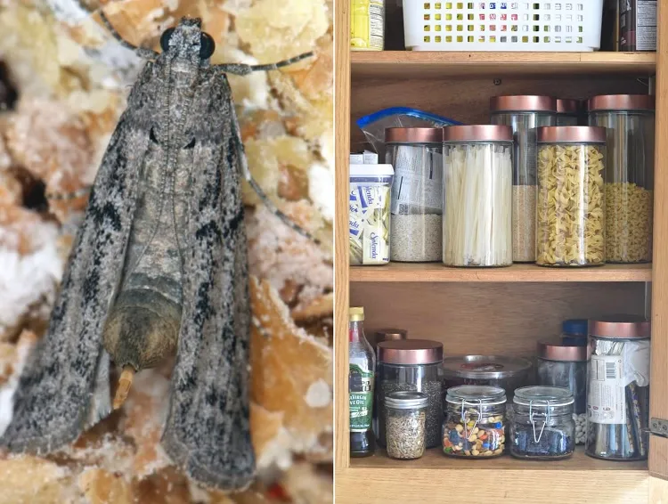 get rid of pantry moths spray with essential oils