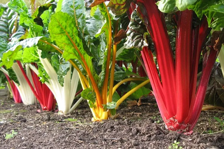 growing swiss chard what to saw in a drought resistant vegetable garden