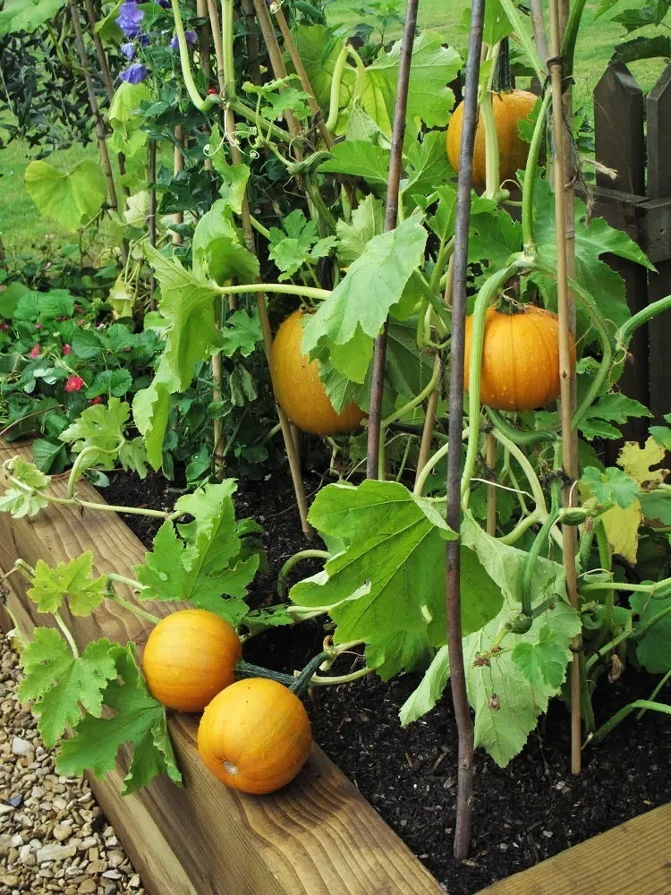 growing yellow squash in containers verticle gardening
