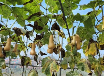 growing yellow squash vertically this saves place and resources