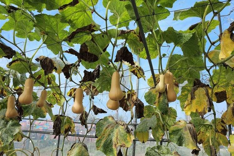 growing yellow squash vertically this saves place and resources