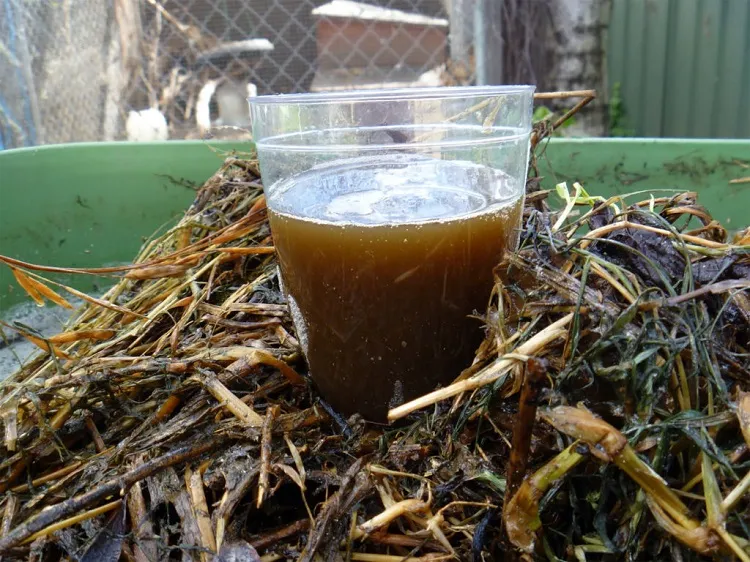 hemp compost tea homemade fertilizer for indoor plants recipe