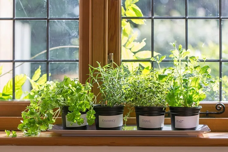 herb window garden instructions diy indoor herb garden