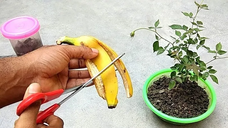 homemade fertilizer for indoor plants banana peel