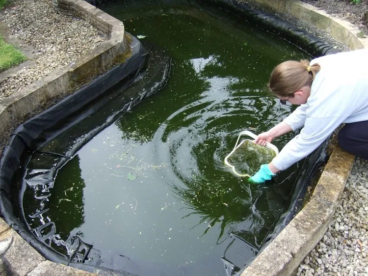 homemade fertilizer for indoor water plants water from a pond