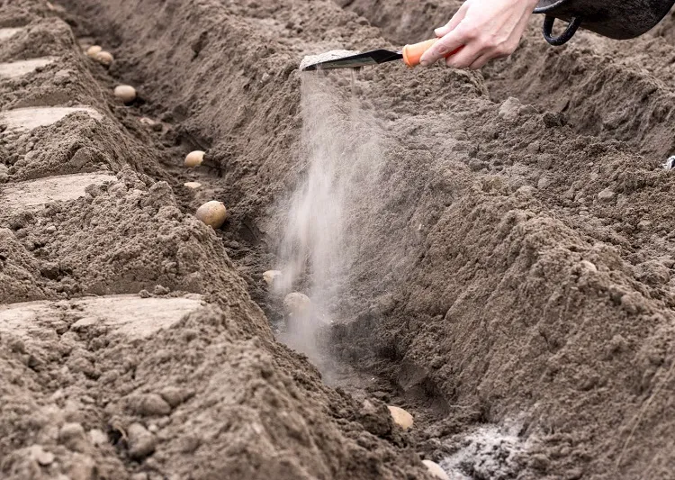 how and when to fertilize potatoes mix some compost in the soil before planting