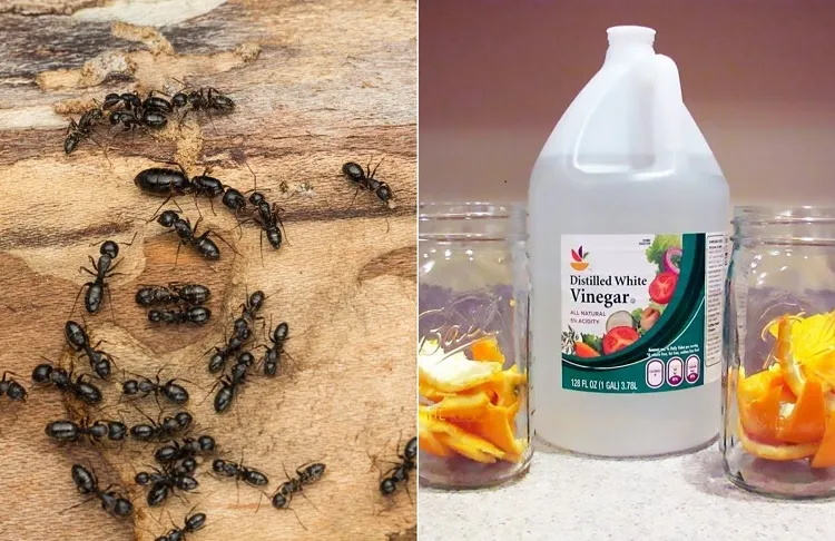 how do i stop ants coming into my house with water vinegar solution