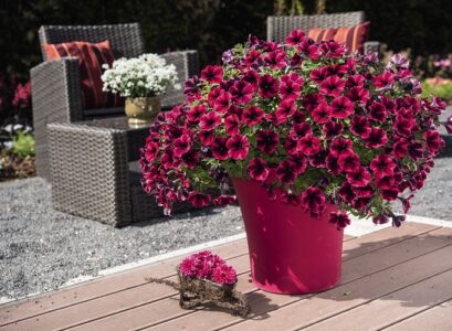 how do you take care of petunias in a pot water them whin the upper soil layer is dry